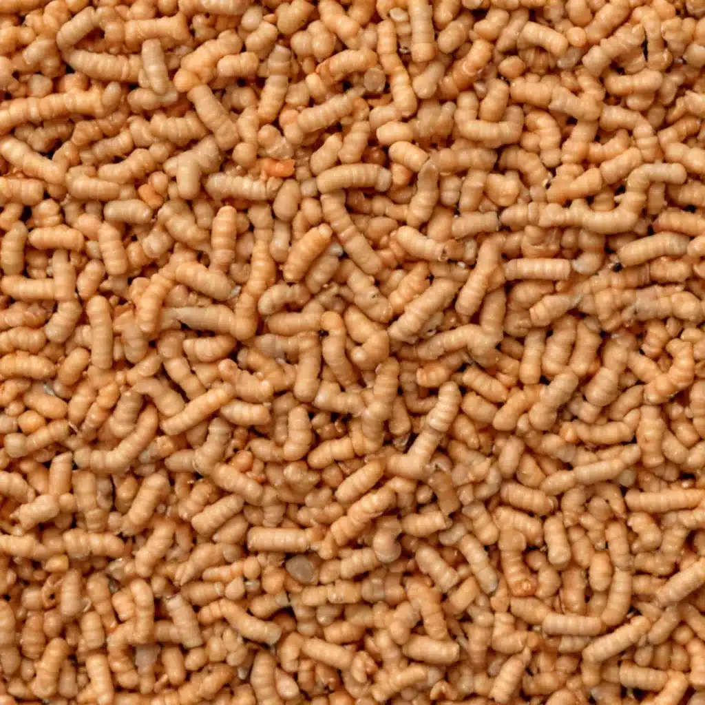 Adsorption characteristics and mechanism of Cd by mealworm frass as a novel biosorbent