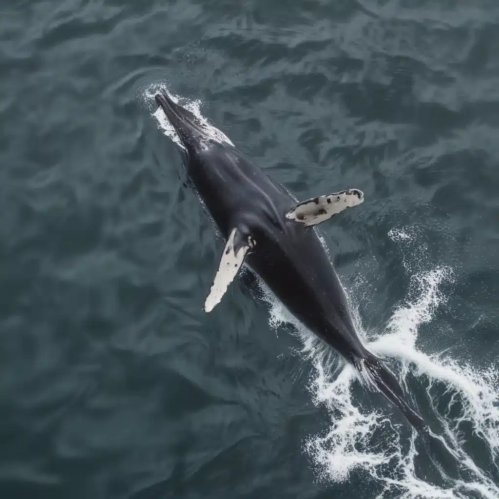 Machine learning for modeling North Atlantic right whale presence in the Gulf of Maine